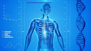 Skeletal diagrams are tools used by students to learn and study all 206 bones (this number can vary from person to person) of the human body. 300 Human Skeleton Images Pictures In Hd