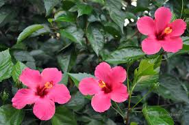 Bunga ini termasuk dari jenis jenis tanaman karena tumbuhnya yang dapat. Manfaat Bunga Kembang Sepatu Ekonomi Pos