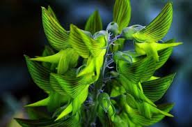 Image result for Crotalaria comosa