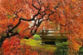 Pin On Floral Beauty