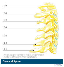 When we talk about skeleton bones labeled worksheets, we have beside that, we also come with more related ideas such labeled human skeleton diagram back, skull bones worksheet and skeletal. Anatomy Library For Back Pain And Neck Pain Spinenevada Minimally Invasive Spine Institute