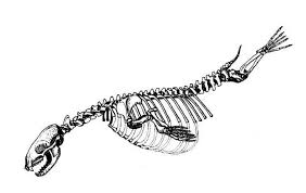 Sea Lion Skeleton Tattoo Would Match Fish Bone Tattoo Maybe Just The Skull