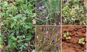 Image result for Vernonia cinerea