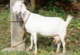 Tellicherry Goat Farming Information Guide Goat Farming