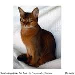 Ruddy | Abyssinian | kittens for sale | Atlanta | Georgia ...