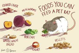 They especially enjoy stored grains (like that birdseed in your they will be attracted to anything from unfinished bowls of pet food to bird feeders, fruit trees, or garbage cans without lids. Feeding Pet Rats