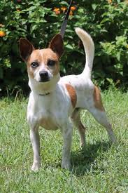 Jack Russell Terrier Chihuahua Mix Black And Brown Pin On Rescue Adopt Me