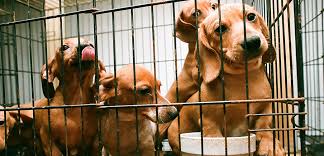 Woof woof puppies & boutique. The Woof Act Would Keep Problematic Puppy Breeders Out Of Business Aspca