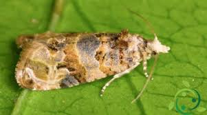 Image result for Lobesia botrana grapevine