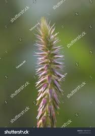 Image result for Sacciolepis indica