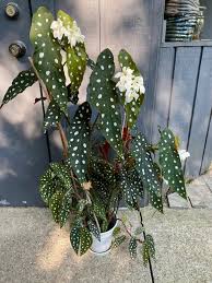 Image result for Begonia poculifera