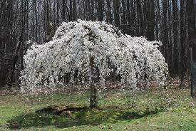 The weeping cherry tree, with its gracefully dipping branches, is a popular landscape tree in america. Caring For A White Weeping Cherry Tree Feathers In The Woods