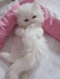 Fluffy White Kitten I Would Name You Sugar Plum Lol Oh How Sweet Goruntuler Ile Sevimli Kedi Yavrulari Sevimli Kediler Guzel Kediler