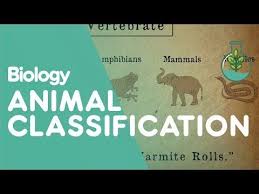 The 5 Kingdoms In Classification Biology For All Fuseschool Youtube Animal Classification Biology Classes Of Vertebrates