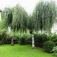 Überlässt man die birken der natur, gehört das ausbrechen von ästen ab den. Wann Und Wie Hangebirken Schneiden Und Auslichten Baumpflegeportal