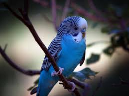صور ببغاء ملون بألوان عديدة. ØµÙˆØ± Ø§Ù„Ø¨Ø¨ØºØ§Ø¡ Ø§Ù„Ù…Ù„ÙˆÙ†Ø© Ø§Ù„Ø¨Ø¨ØºØ§Ø¡ Ø¨Ø§Ù„ÙˆØ§Ù†Ù‡ Ø§Ù„Ù…Ø¨Ù‡Ø¬Ø© Ø¨Ø§Ù„ØµÙˆØ± 2021 Parakeet Wallpapers ØµÙ‚ÙˆØ± Ø§Ù„Ø¥Ø¨Ø¯Ø¢Ø¹