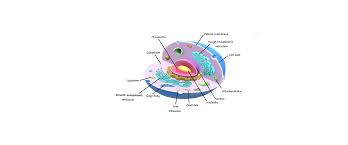 Maybe you would like to learn more about one of these? Which Is The Correct Option Amongst The Following Sentences Class 11 Biology Cbse