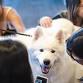 Paws and Relax: Therapy Dogs event image