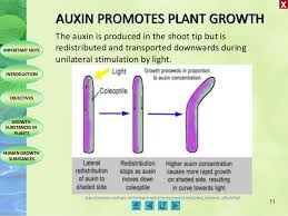 Auxin promotes plant cell growth by. Biology M4 Growth Substances In Living Things