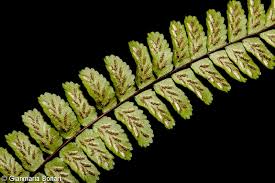 Image result for sleziník Asplenium