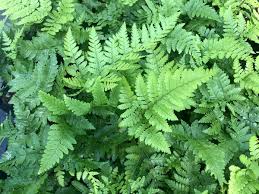 Image result for Dryopteris
