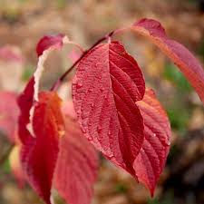 Image result for Sericorema sericea