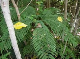 Image result for Pteris tripartita