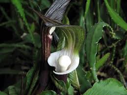 Image result for Arisaema mildbraedii
