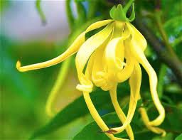 Mawar punya banyak warna cantik selain merah. 10 Jenis Bunga Yang Harum Wangi Di Indonesia Tukang Taman Surabaya Jasa Taman Surabaya