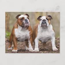 Es sind drei rüden und vier weibchen. English Bulldog Geschenke Zazzle De