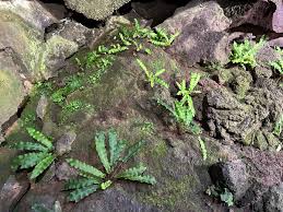 Image result for Asplenium