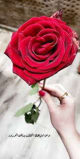 Maybe you would like to learn more about one of these? Ø®Ù„ÙÙŠØ§Øª ÙˆØ±Ø¯ ØªÙ…Ø¨Ù„Ø± ÙˆØ±Ø¯Ø© Ø´ÙƒÙ„Ù‡Ø§ Ù…Ù…ÙŠØ² Ø¬Ø¯Ø§ Ø±ÙˆØ´Ù‡