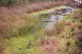 Man sieht solche bilder recht häufig: Grosses Und Weisses Moor Moorgebiet Am Bullensee