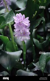 Image result for Pontederiaceae