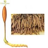 Image result for OphioCordyceps Sinensis