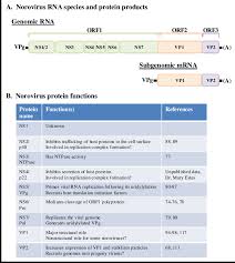 The first outbreak was described in norwalk, ohio, in 1968  1,2 . Norovirus Genomic Organization And Protein Function A Norovirus Download Scientific Diagram