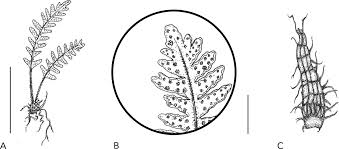 Image result for Lellingeria oosora