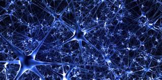 Networks of nerve cells located in the spinal cord control the musculature. Bislang Unbekannte Nervenzellen Im Gehirn Entdeckt Zwp Online Das Nachrichtenportal Fur Die Dentalbranche