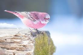 Hayvanlar Alemi On Hubsche Vogel Rosa Vogel Und Verruckte Tiere