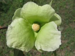 Image result for Uvaria tanzaniae