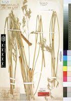 Image result for Festuca costata