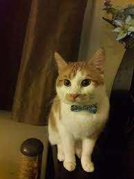 My Dapper Little Gentleman Meow Moe Cute Animals Cute Baby Cats Kittens Cutest