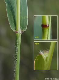 Image result for Setaria viridis
