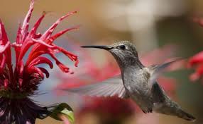 Trumpet shaped flowers are a favorite of hummingbirds and our superbells series of calibrachoa has several red options that are perfect for hummingbirds. Are Hummingbirds Really Attracted To Red