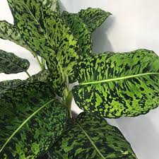 Dieffenbachia Reflector Bijzondere Planten Nelumbogarden In 2020 Planten Kamerplant Decor Tuinplanten