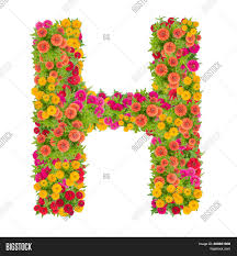 112 free images of letter h. Letter H Alphabet Made Image Photo Free Trial Bigstock