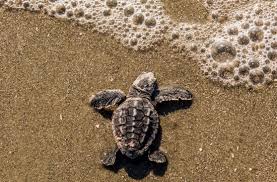 Loggerhead sea turtle facts for kids. Baby Loggerhead Sea Turtle Hatchling Heading Into The Ocean Picture Of The Lodge On Little St Simons Island Saint Simons Island Tripadvisor