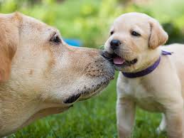 Our pure bred akc labrador retriever puppies have great temperaments, are smart, and well bred. 0v Evzfttq2m1m