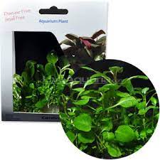 Cardinal Plant Tissue Cultured Planted Aquarium Freshwater Aquarium Plants Plants