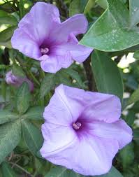Image result for Ipomoea violacea